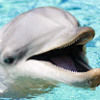 journeytdolphin